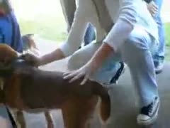Dog stroke